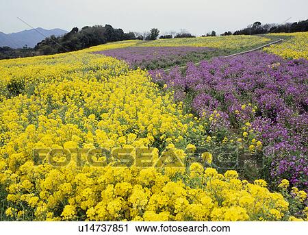 Stock Image - Awaji Hanasajiki, Awaji, Hyogo, Japan. Fotosearch