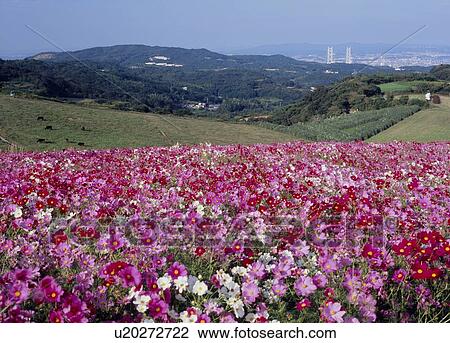 Awaji Hanasajiki, Awaji, Hyogo, Japan View Large Photo Image Stock Image - Awaji Hanasajiki, Awaji, Hyogo, Japan. Fotosearch