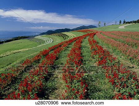 Awaji Hanasajiki, Awaji, Hyogo, Japan View Large Photo Image Stock Photograph - Awaji Hanasajiki, Awaji, Hyogo, Japan. Fotosearch