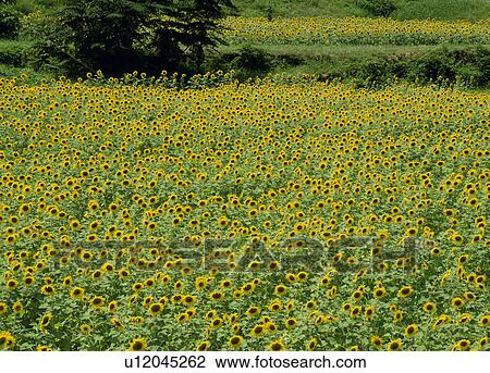 Stock Image - Nanko Sunflower Field, Sayo, Hyogo, Japan. Fotosearch