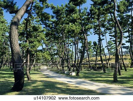 Pine Groves, Kobe, Hyogo, Japan View Large Photo Image Stock Image - Pine Groves, Kobe, Hyogo, Japan. Fotosearch
