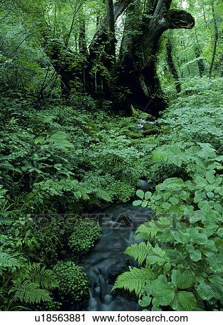 Stock Image - Wachi No Okatsura, Kami, Hyogo, Japan. Fotosearch