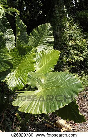 Stock Image - Alocasia Odora, Iriomote Island, Taketomi, Okinawa, Japan. Fotosearch