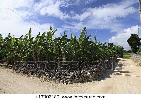 Banana Tree, Taketomi, Okinawa, Japan View Large Photo Image Stock Image - Banana Tree, Taketomi, Okinawa, Japan. Fotosearch