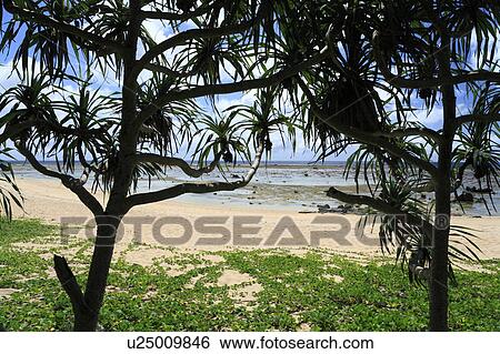 Stock Photograph - Beach, Iriomote Island, Taketomi, Okinawa, Japan. Fotosearch