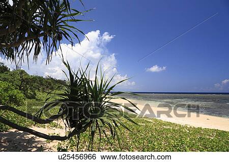 Beach, Iriomote Island, Taketomi, Okinawa, Japan View Large Photo Image Stock Photograph - Beach, Iriomote Island, Taketomi, Okinawa, Japan. Fotosearch