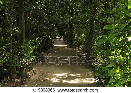 Stock Photograph - Bise Fukugi Trees, Motobu, Okinawa, Japan. Fotosearch