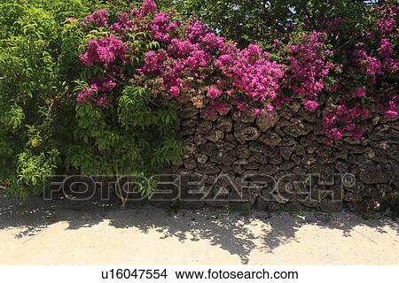 Picture - Bougainvillea and Stone Wall, Taketomi, Okinawa, Japan. Fotosearch