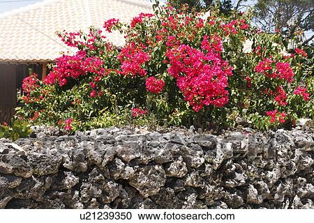 Stock Image - Bougainvillea, Taketomi, Okinawa, Japan. Fotosearch