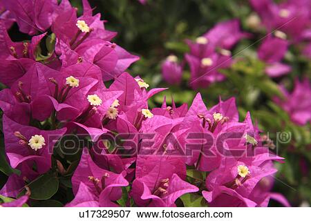 Stock Photo - Bougainvillea, Taketomi, Okinawa, Japan. Fotosearch