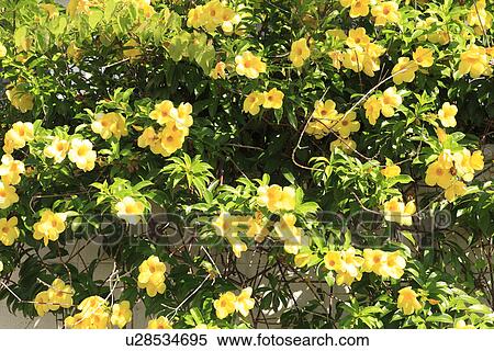 Stock Photography - Bush Allamanda, Ishigaki, Okinawa, Japan. Fotosearch