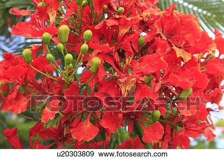 Stock Photo - Flame Trees, Miyakojima, Okinawa, Japan. Fotosearch