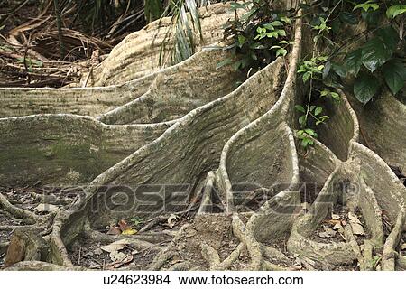 Picture - Heritiera Littoralis, Iriomote Island, Taketomi, Okinawa, Japan. Fotosearch
