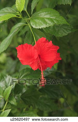 Hibiscus, Taketomi, Okinawa, Japan View Large Photo Image Stock Photo - Hibiscus, Taketomi, Okinawa, Japan. Fotosearch