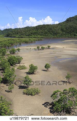 Stock Image - Mangrove, Iriomote Island, Taketomi, Okinawa, Japan. Fotosearch