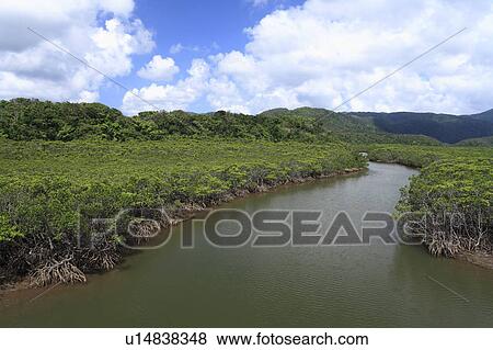 Stock Photo - Mangrove, Iriomote Island, Taketomi, Okinawa, Japan. Fotosearch
