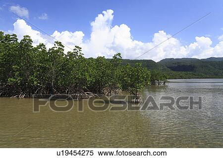 Stock Photography - Mangrove, Iriomote Island, Taketomi, Okinawa, Japan. Fotosearch