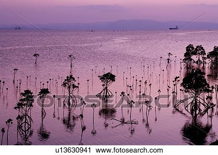 Mangrove, Ishigaki, Okinawa, Japan View Large Photo Image Stock Image - Mangrove, Ishigaki, Okinawa, Japan. Fotosearch
