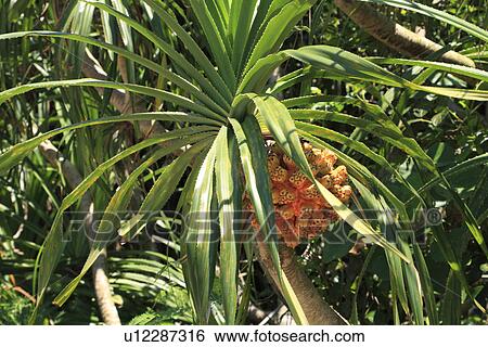Pandanus, Iriomote Island, Taketomi, Okinawa, Japan View Large Photo Image Stock Photograph - Pandanus, Iriomote Island, Taketomi, Okinawa, Japan. Fotosearch