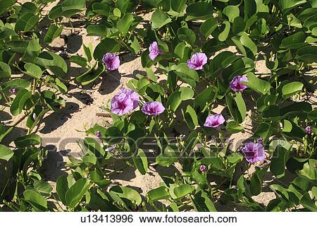 Seaside Morning Glory, Ishigaki, Okinawa, Japan View Large Photo Image Stock Photograph - Seaside Morning Glory, Ishigaki, Okinawa, Japan. Fotosearch