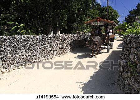 Water Buffalo Carriage, Taketomi, Okinawa, Japan View Large Photo Image Picture - Water Buffalo Carriage, Taketomi, Okinawa, Japan. Fotosearch