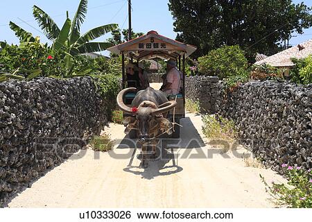 Water Buffalo Carriage, Taketomi, Okinawa, Japan View Large Photo Image Stock Photograph - Water Buffalo Carriage, Taketomi, Okinawa, Japan. Fotosearch