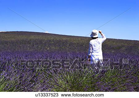 A woman standing in lavender field, France, Plateau De Valensole, Provence-Alpes-Cote d'Azur View Large Photo Image Stock Image - A woman standing in lavender field, France, Plateau De Valensole, Provence-Alpes-Cote d'Azur. Fotosearch