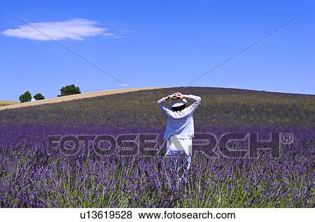 Stock Photo - A woman standing in lavender field, Provence-Alpes-Cote d'Azur, Plateau De Valensole, France. Fotosearch