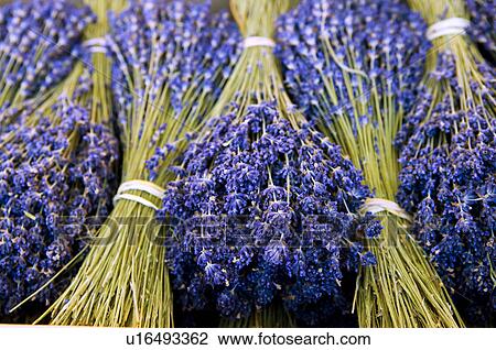 Bunches of Lavender flowers, France, Nice View Large Photo Image Stock Image - Bunches of Lavender flowers, France, Nice. Fotosearch