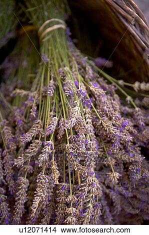 Picture - Bunches of lavender flowers. Fotosearch