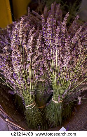 Stock Photo - Bunches of lavender flowers. Fotosearch