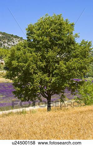 Stock Photo - France, Abbaye de Senanque, Provence-Alpes-Cote d'Azur. Fotosearch