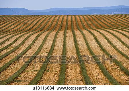 Picture - France, Plateau De Valensole, Provence-Alpes-Cote d'Azur. Fotosearch