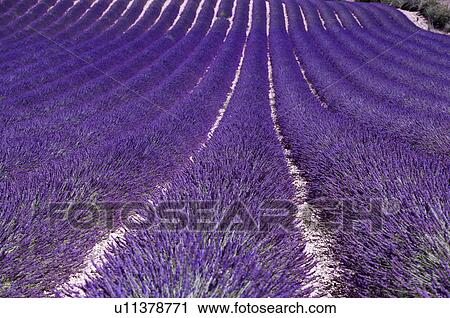 Stock Image - France, Plateau De Valensole, Provence-Alpes-Cote d'Azur. Fotosearch