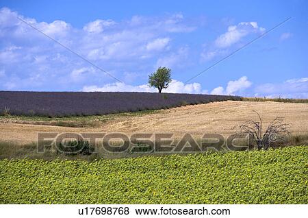 Stock Photo - France, Plateau De Valensole, Provence-Alpes-Cote d'Azur. Fotosearch