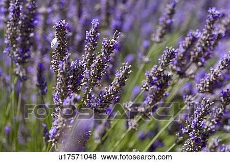 Lavender close-up, France, Plateau De Valensole, Provence-Alpes-Cote d'Azur View Large Photo Image Stock Photo - Lavender close-up, France, Plateau De Valensole, Provence-Alpes-Cote d'Azur. Fotosearch