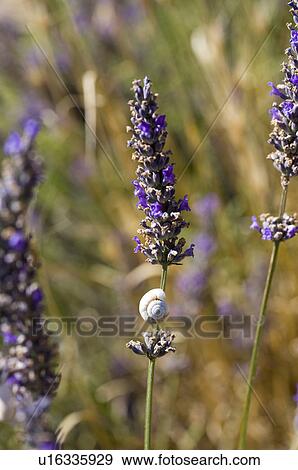 Stock Photo - Lavender Field, Close-Up. Fotosearch