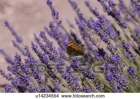 Lavender Field, France, Abbaye de Senanque, Provence-Alpes-Cote d'Azur View Large Photo Image Picture - Lavender Field, France, Abbaye de Senanque, Provence-Alpes-Cote d'Azur. Fotosearch