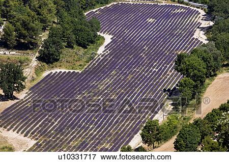 Lavender Field, France, Abbaye de Senanque, Provence-Alpes-Cote d'Azur View Large Photo Image Stock Photo - Lavender Field, France, Abbaye de Senanque, Provence-Alpes-Cote d'Azur. Fotosearch