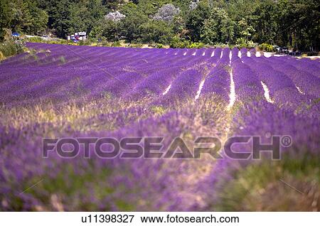 Stock Photo - Lavender Field, France, Abbaye de Senanque, Provence-Alpes-Cote d'Azur. Fotosearch