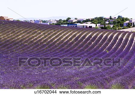 Lavender Field, France, Plateau De Valensole, Provence-Alpes-Cote d'Azur View Large Photo Image Picture - Lavender Field, France, Plateau De Valensole, Provence-Alpes-Cote d'Azur. Fotosearch