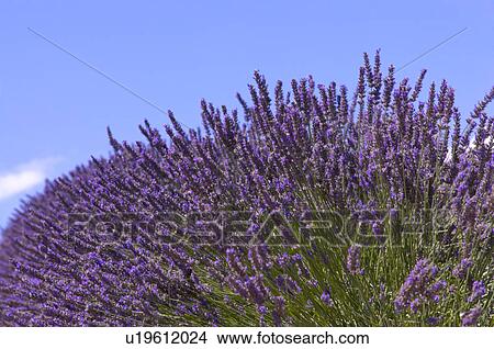 Picture - Lavender Field, France, Plateau De Valensole, Provence-Alpes-Cote d'Azur. Fotosearch
