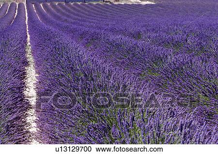Lavender Field, France, Plateau De Valensole, Provence-Alpes-Cote d'Azur View Large Photo Image Stock Image - Lavender Field, France, Plateau De Valensole, Provence-Alpes-Cote d'Azur. Fotosearch