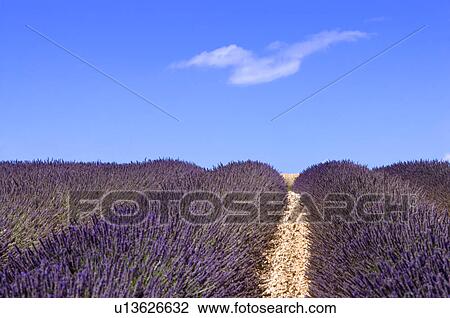Stock Image - Lavender Field, France, Plateau De Valensole, Provence-Alpes-Cote d'Azur. Fotosearch