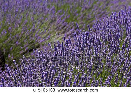 Lavender Field, France, Plateau De Valensole, Provence-Alpes-Cote d'Azur View Large Photo Image Stock Image - Lavender Field, France, Plateau De Valensole, Provence-Alpes-Cote d'Azur. Fotosearch