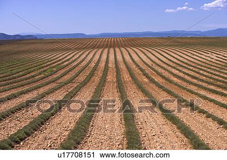 Stock Image - Lavender Field, France, Plateau De Valensole, Provence-Alpes-Cote d'Azur. Fotosearch