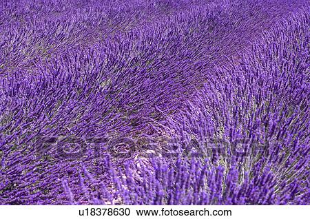 Lavender Field, France, Plateau De Valensole, Provence-Alpes-Cote d'Azur View Large Photo Image Stock Image - Lavender Field, France, Plateau De Valensole, Provence-Alpes-Cote d'Azur. Fotosearch