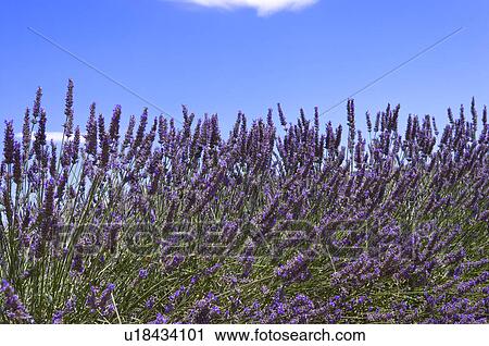 Stock Image - Lavender Field, France, Plateau De Valensole, Provence-Alpes-Cote d'Azur. Fotosearch