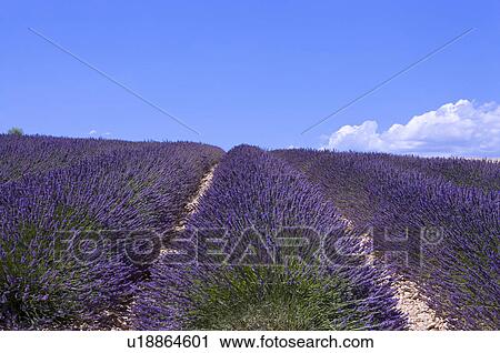 Stock Image - Lavender Field, France, Plateau De Valensole, Provence-Alpes-Cote d'Azur. Fotosearch