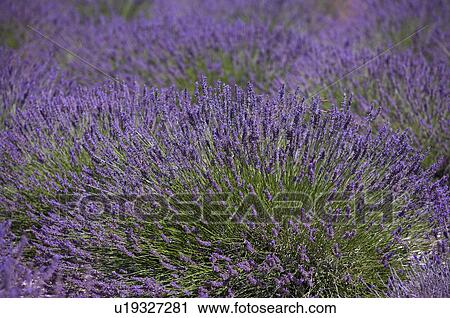 Stock Image - Lavender Field, France, Plateau De Valensole, Provence-Alpes-Cote d'Azur. Fotosearch